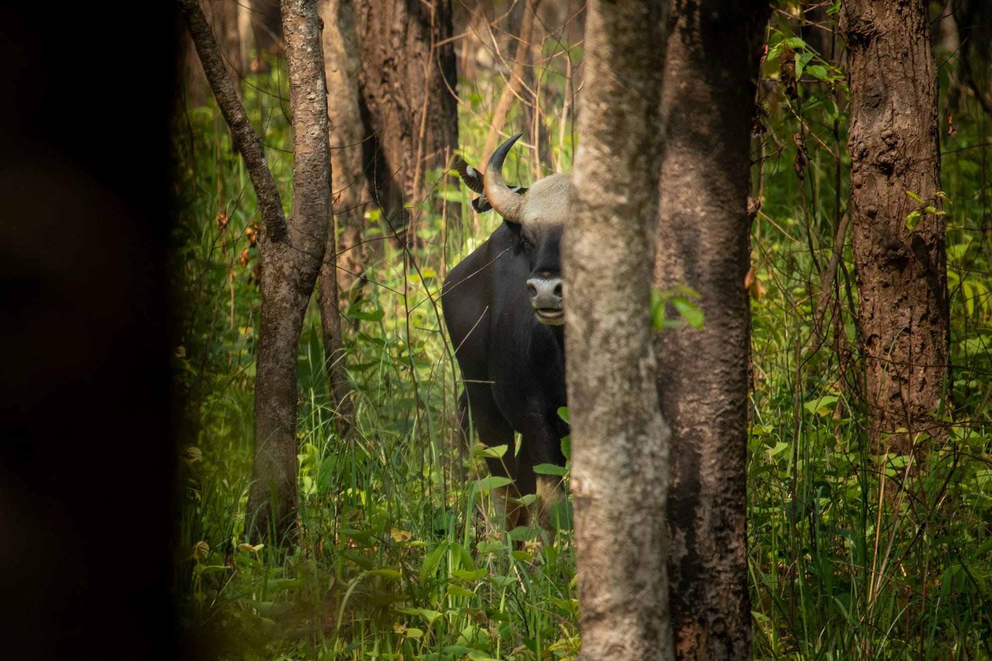 Gaur in Chitwan National Park Nepal