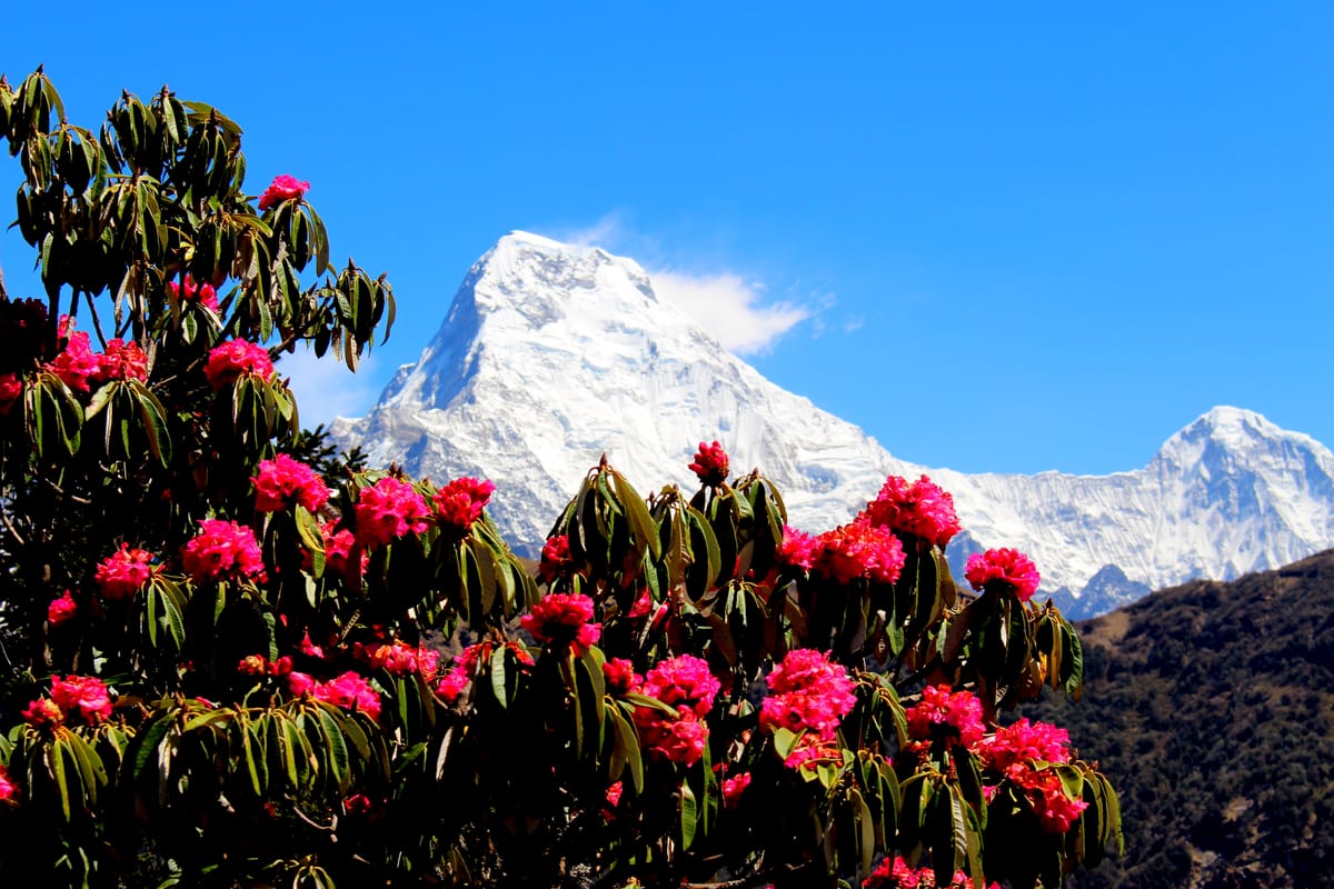 Rhododendron Season in Nepal: The Bloom Nobody Talks About