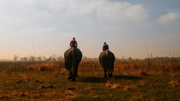 Shuklaphanta: Nepal's Most Overlooked National Park
