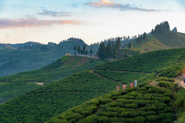 Inside the Ilam Tea Gardens in March